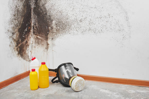 Best Industrial Mold Remediation in Burton, OH