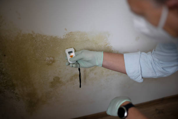 Best Commercial Mold Remediation in Burton, OH