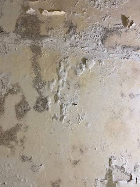 Best Emergency Mold Remediation in Burton, OH
