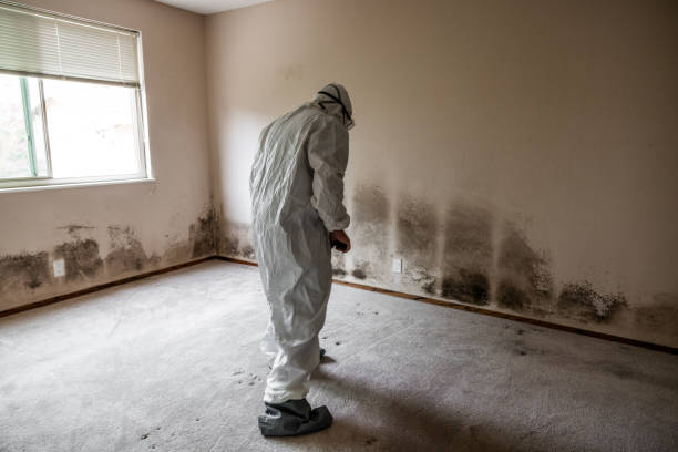 Best Black Mold Remediation in Burton, OH